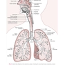 دانلود کتاب Respiratory Physiology: Mosby Physiology Series 2nd Edition