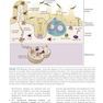 دانلود کتاب Basic Immunology: Functions and Disorders of the Immune System
