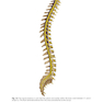 دانلود کتاب Physical Examination of the Spine 2nd Edicion