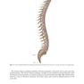 دانلود کتاب Physical Examination of the Spine 2nd Edicion