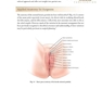دانلود کتاب Female Cosmetic Genital Surgery: Concepts, classification and techni ... 