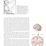 دانلود کتاب Neuroscience : Exploring the Brain 4th Edicion