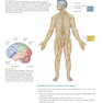 دانلود کتاب Neuroscience : Exploring the Brain 4th Edicion