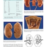 دانلود کتاب  آسیب شناسی جراحی ارولوژیک نسخه 4 Urologic Surgical Pathology 2020