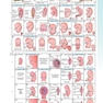 دانلود کتاب The Developing Human: Clinically Oriented Embryology 2019 انسان در ح ... 