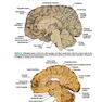 دانلود کتاب BRS Neuroanatomy (Board Review Series) Sixth Edition 2020 نوروآناتوم ... 