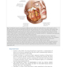 دانلود کتاب Facial Danger Zones: Staying safe with surgery, fillers, and non-inv ... 