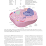دانلود کتاب Robbins - Cotran Pathologic Basis of Disease (Robbins Pathology) 10t ... 
