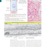 دانلود کتاب Histology and Cell Biology: An Introduction to Pathology 5th Edition ... 