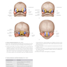 دانلود کتاب 2020 Head, Neck, and Neuroanatomy (THIEME Atlas of Anatomy) 3rd Edit ... 
