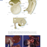 دانلود کتاب Human Embryology and Developmental Biology 6th Edition2019 جنین شناس ... 