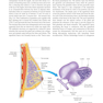 دانلود کتاب Atlas of Breast Surgery 2020