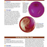 دانلود کتاب A Photographic Atlas for the Microbiology Laboratory 2011