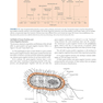 دانلود کتاب Review of Medical Microbiology and Immunology, Seventeenth Edition 1 ... 