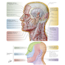 دانلود کتاب Netter Atlas of Human Anatomy: Classic Regional Approach: (Netter Ba ... 